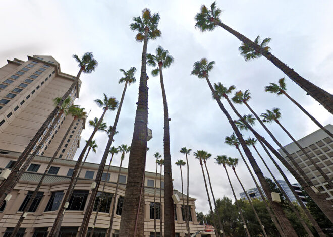 San Jose races to remove 32 dangerous palms downtown
