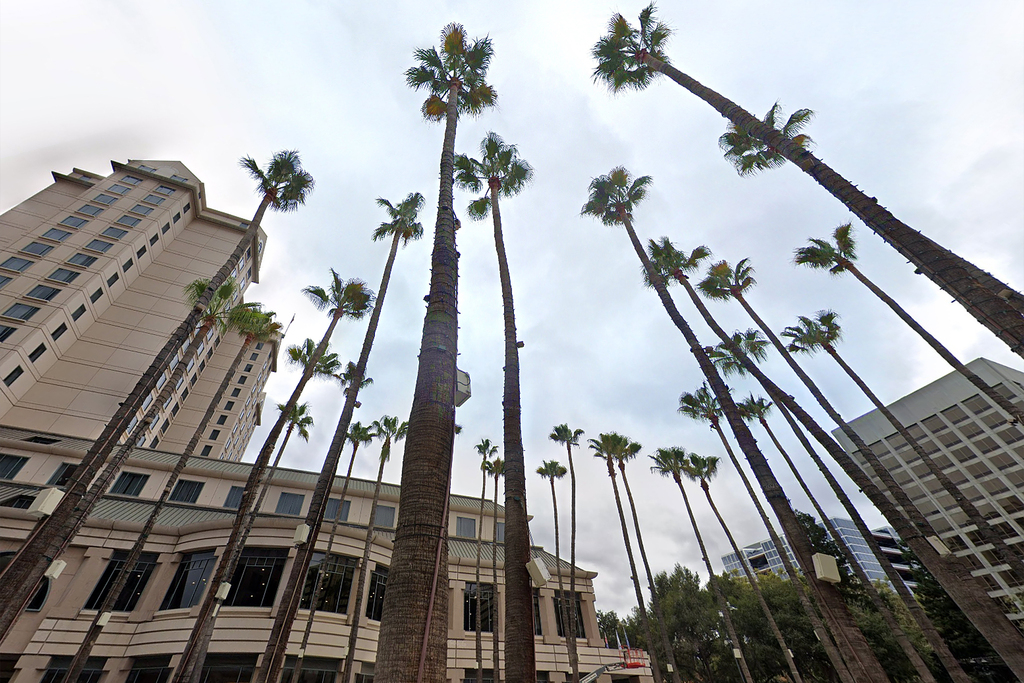 San Jose races to remove 32 dangerous palms downtown