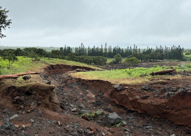 Hawaii island coffee industry may suffer delays, lack of product after Lala