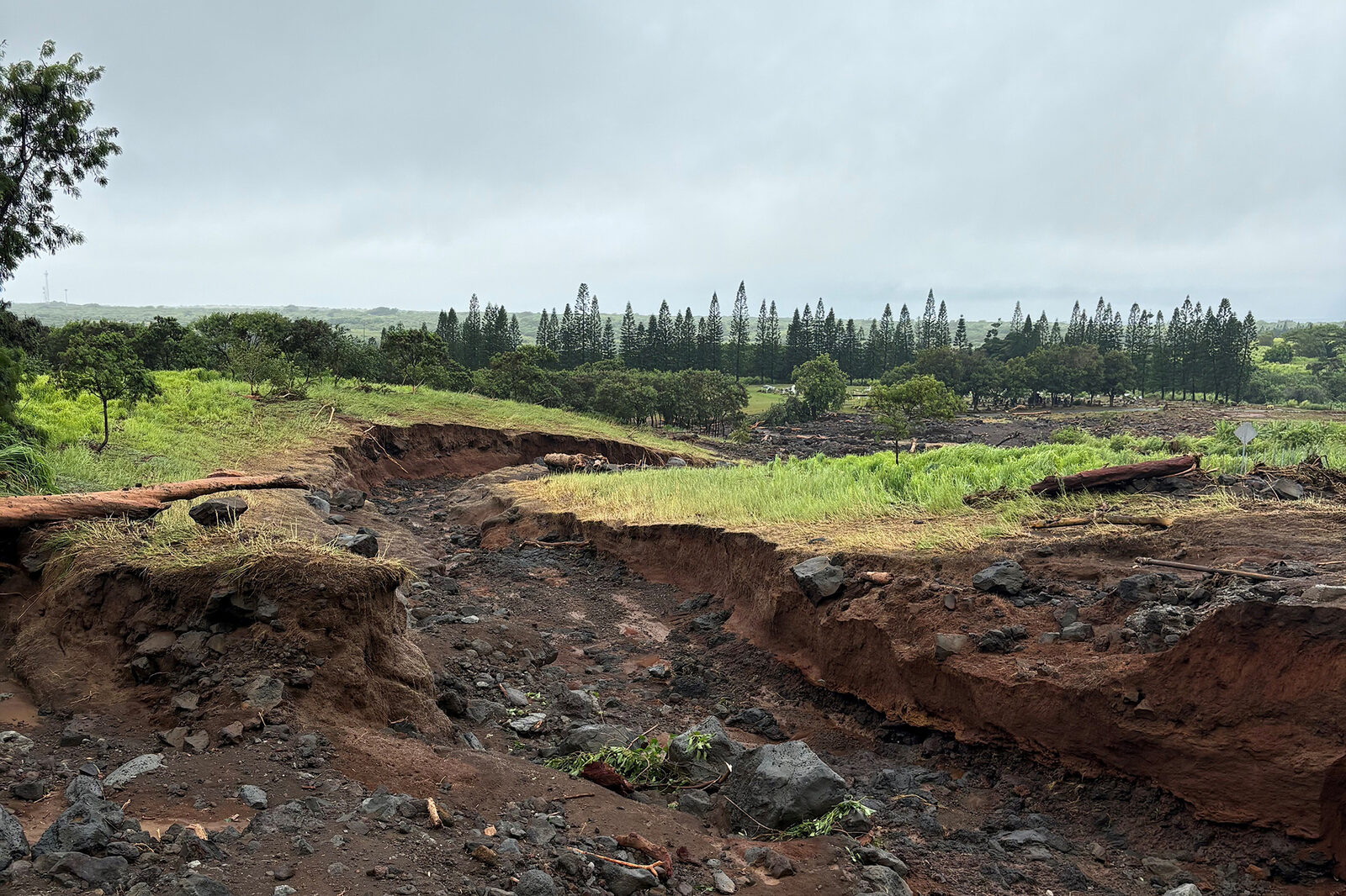 Hawaii island coffee industry may suffer delays, lack of product after Lala