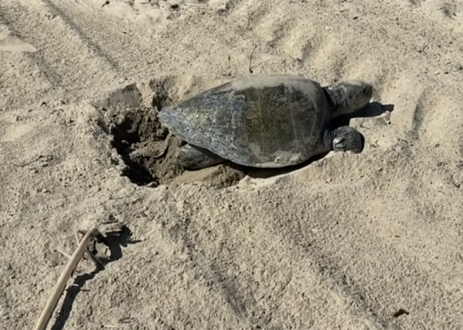 Endangered sea turtle lays eggs in California for first time in recorded history