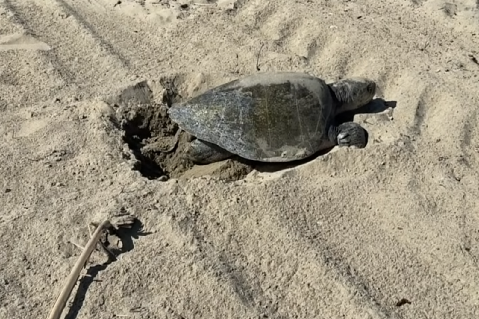 Endangered sea turtle lays eggs in California for first time in recorded history