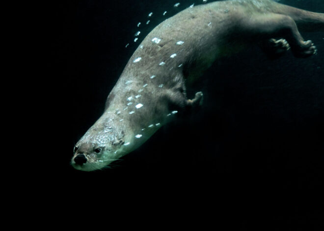 Why a woman was attacked by an otter while swimming in Lake Tahoe