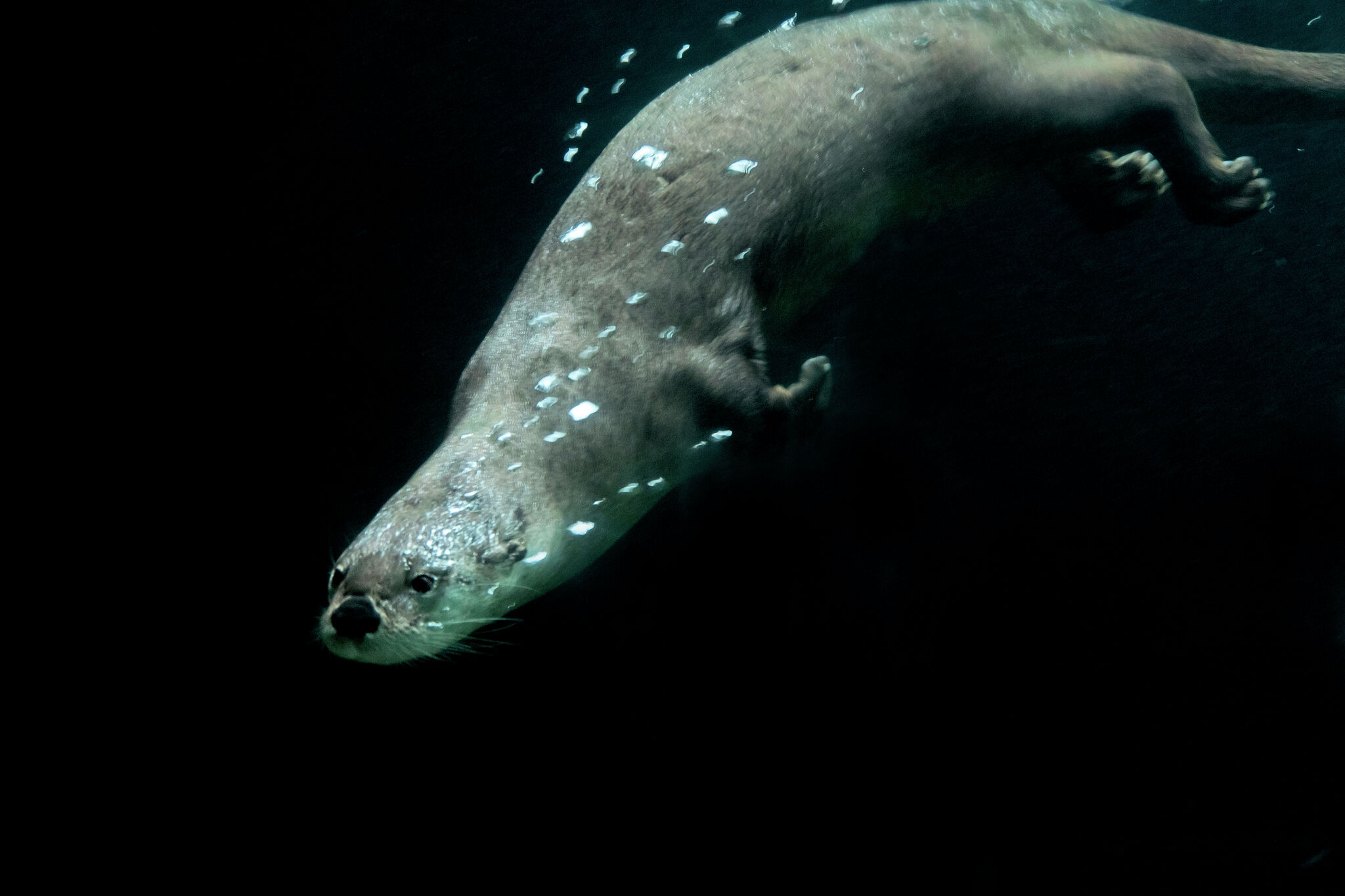 Why a woman was attacked by an otter while swimming in Lake Tahoe
