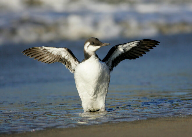 Biologists fear the worst as Bay Area seabirds starve
