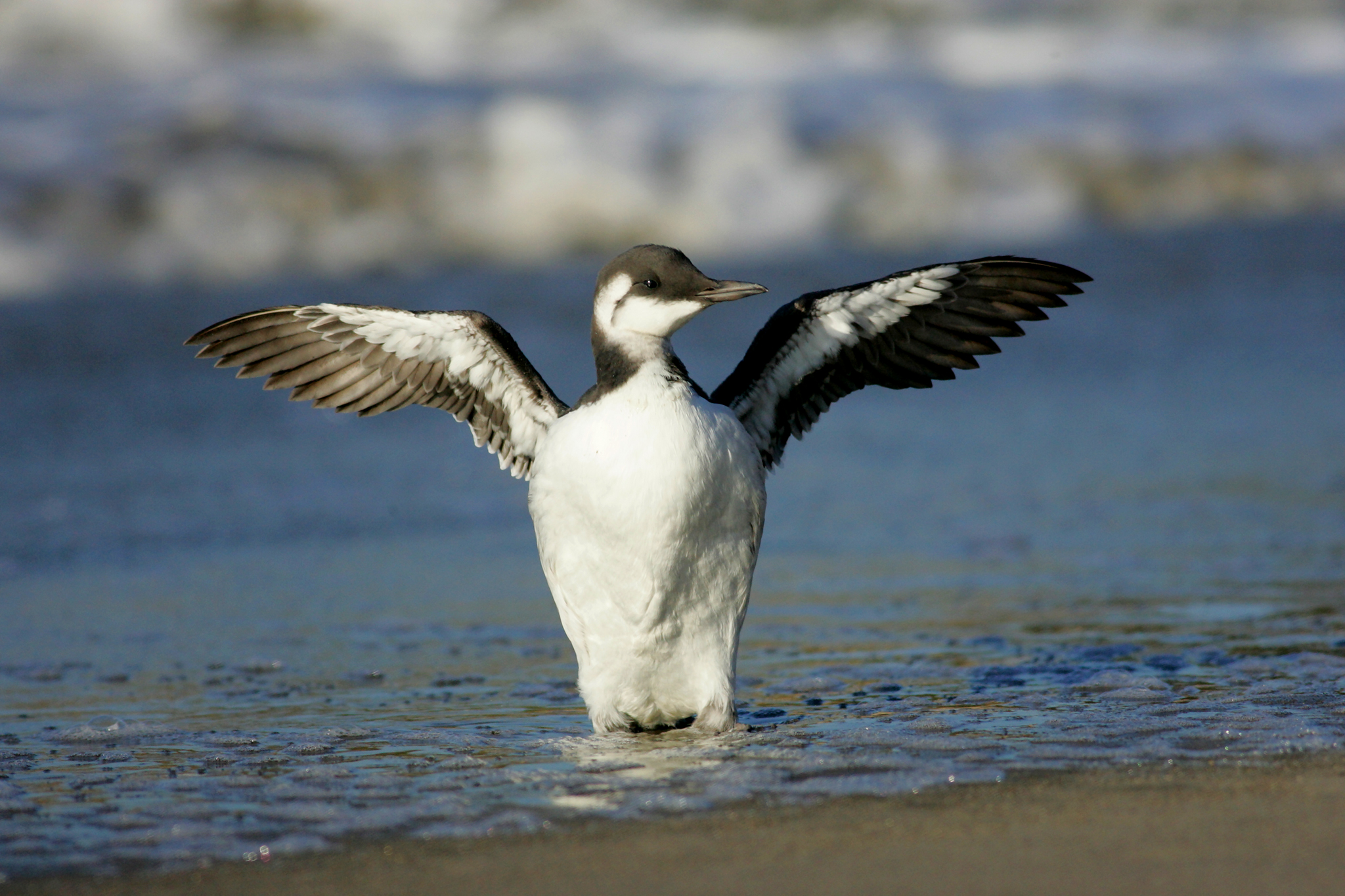 Biologists fear the worst as Bay Area seabirds starve