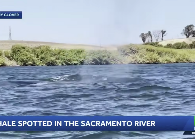 Humpback whale swims 60 miles inland after losing way from SF Bay