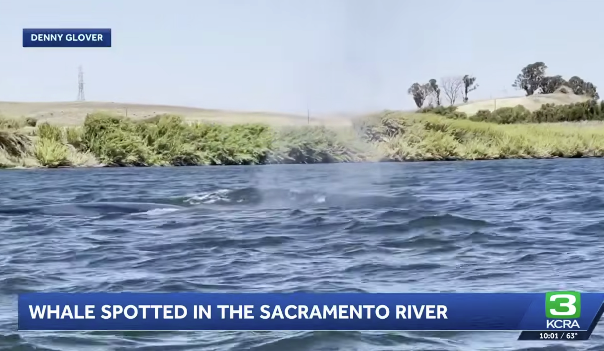 Humpback whale swims 60 miles inland after losing way from SF Bay