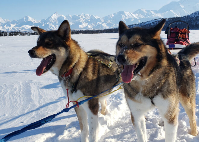 Trump administration blocks 3 jobs caring for Denali’s working sled dogs