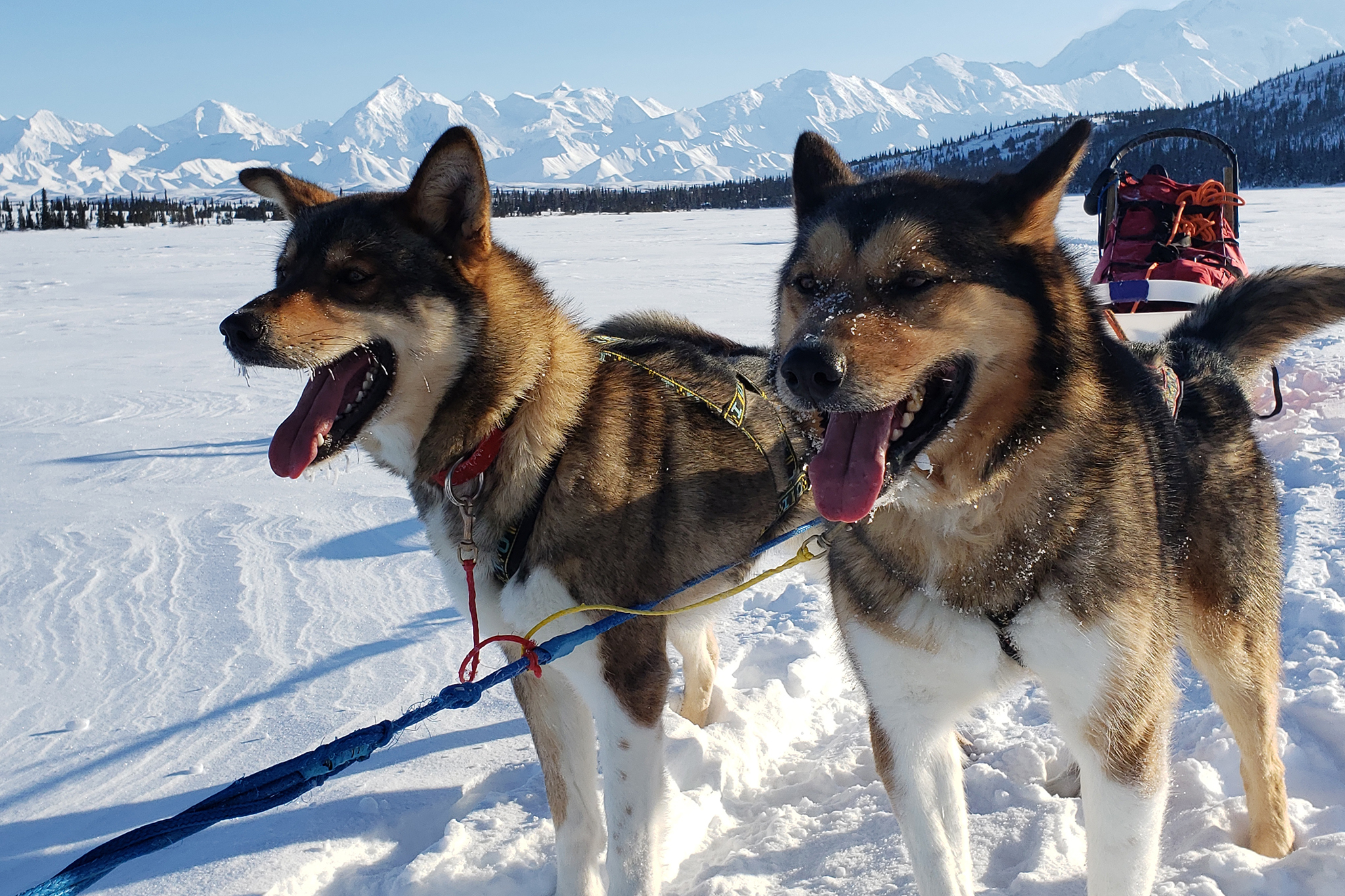 Trump administration blocks 3 jobs caring for Denali’s working sled dogs