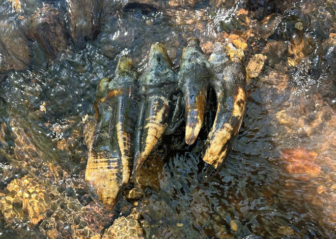 ‘Oddly shaped rock’ found in San Mateo County turns out to be huge ice age tooth