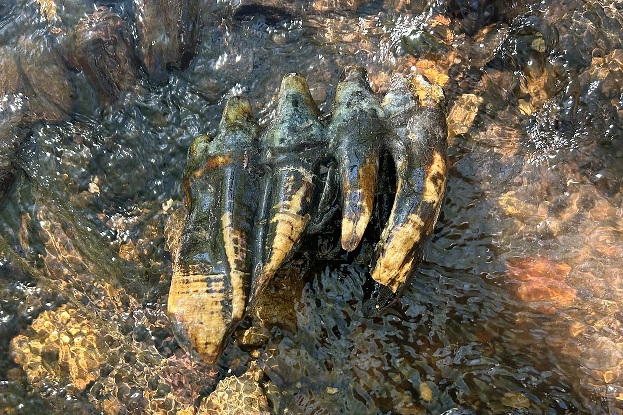 ‘Oddly shaped rock’ found in San Mateo County turns out to be huge ice age tooth