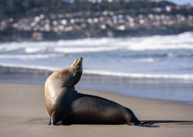 ‘Like a horror movie’: Woman recounts sea lion attack in Monterey Bay