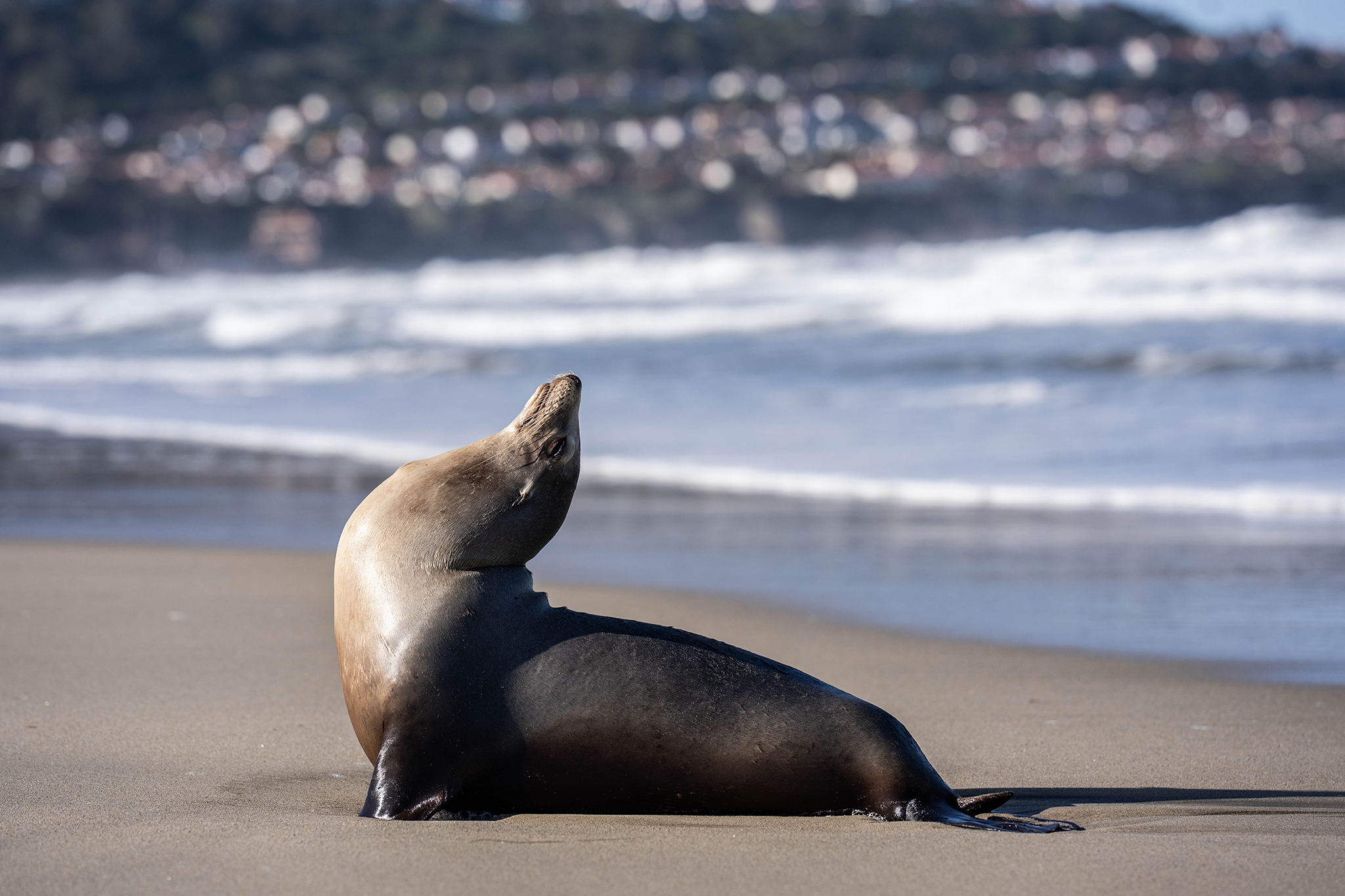 ‘Like a horror movie’: Woman recounts sea lion attack in Monterey Bay