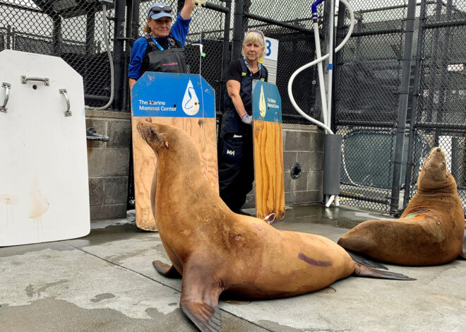 Sick, disoriented sea lions are washing up on California beaches