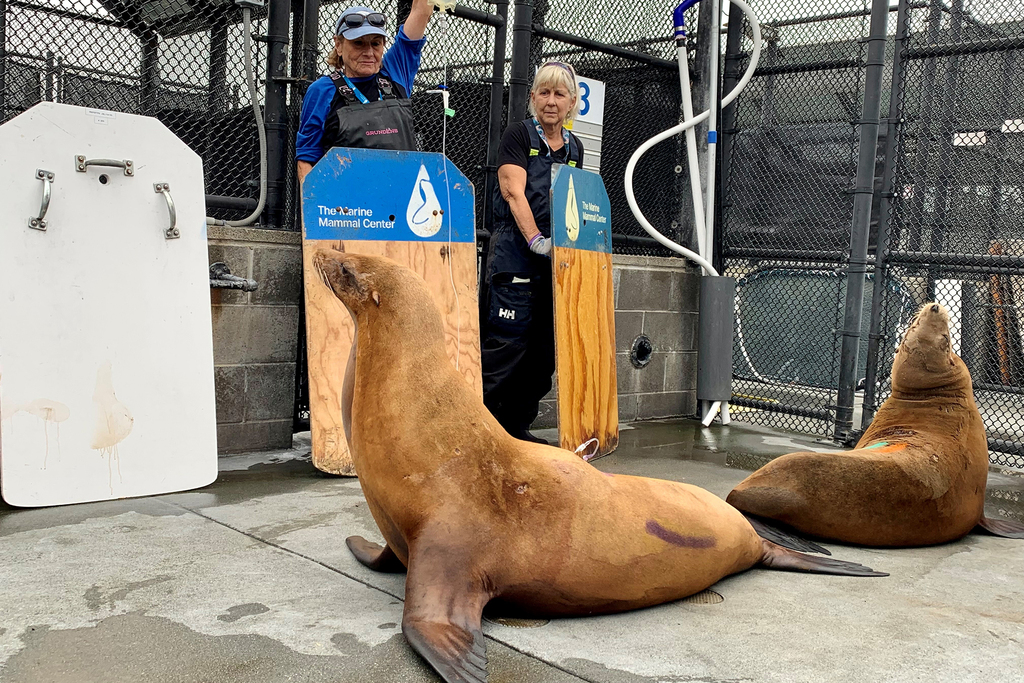 Sick, disoriented sea lions are washing up on California beaches