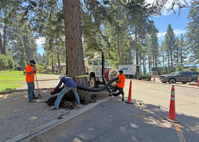 ‘Almost irreplaceable’: $147K reward to solve Tahoe’s poisoned trees case