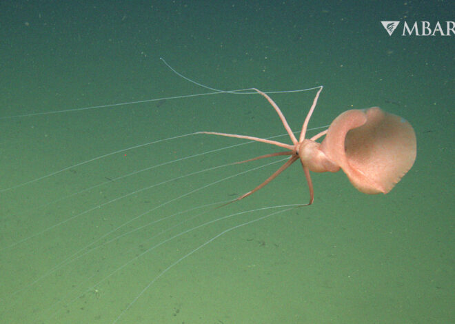 Rare, tentacled sea creature spotted in California waters