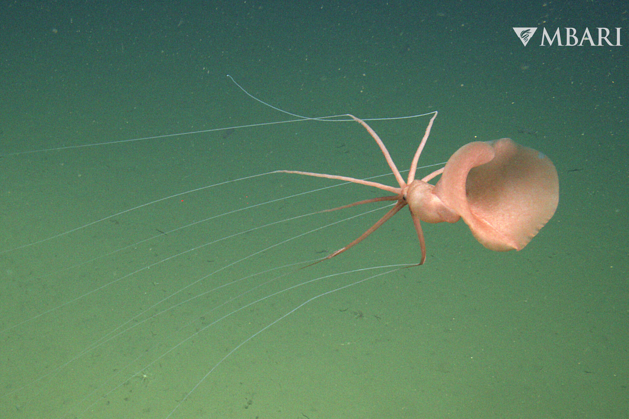 Rare, tentacled sea creature spotted in California waters