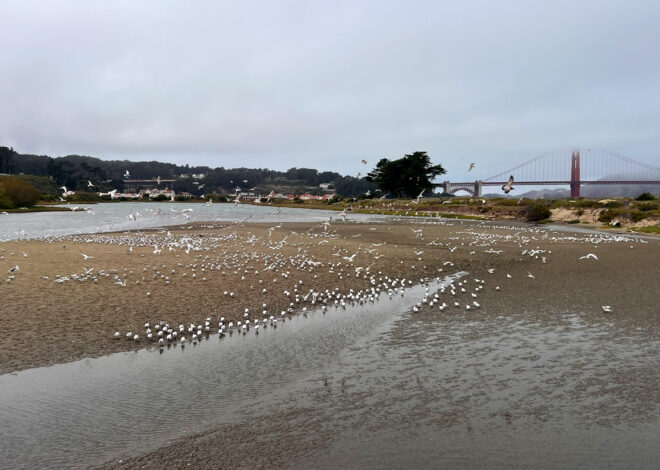 Elegant terns are suddenly all over San Francisco shores