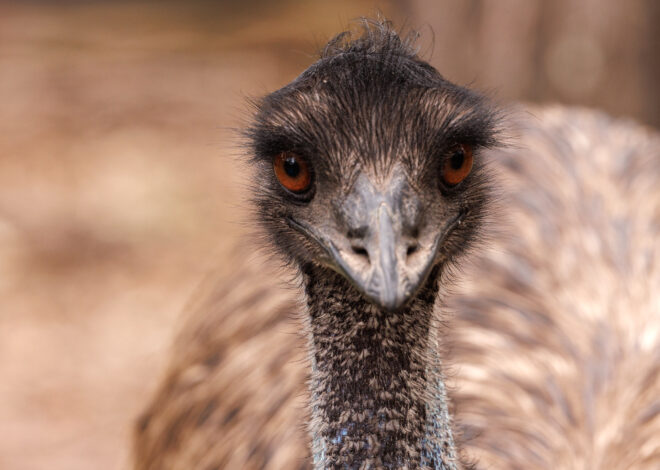 Officers in Santa Cruz chase after world’s second-largest bird