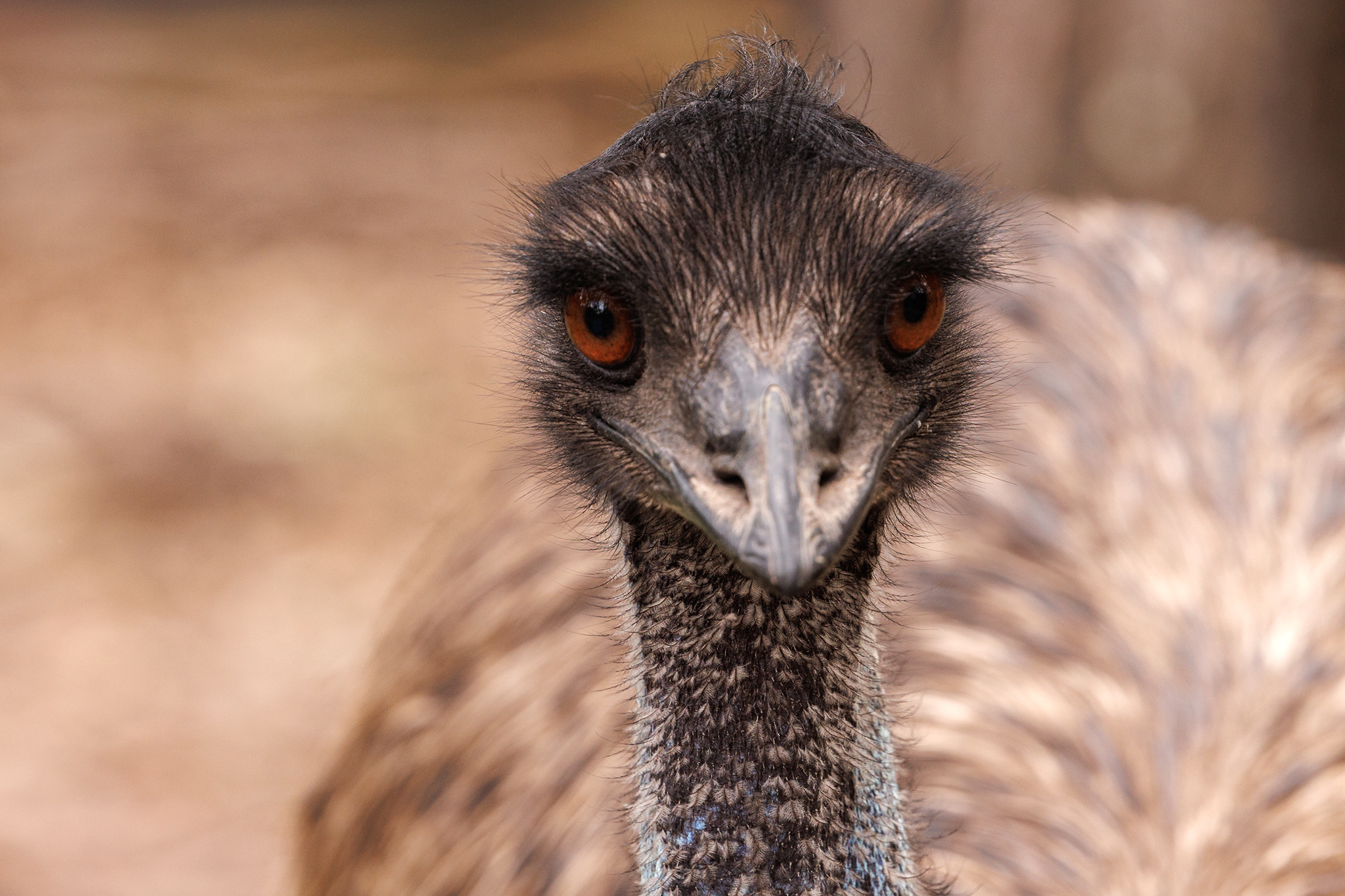 Officers in Santa Cruz chase after world’s second-largest bird