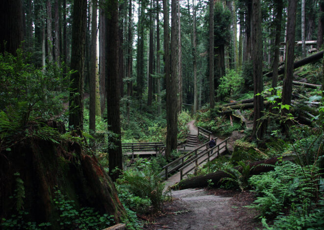 Hiker dies months after suffering ‘life-altering’ injuries in NorCal forest attack