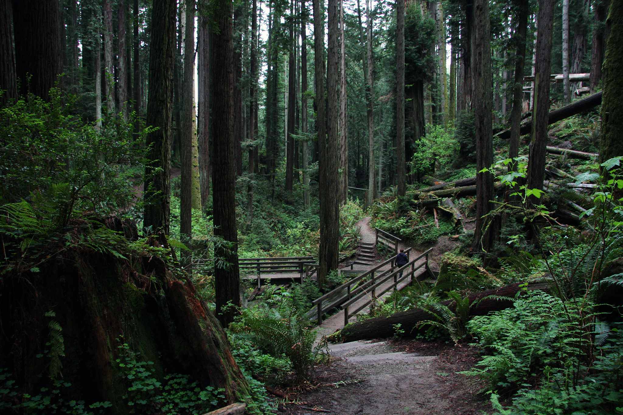 Hiker dies months after suffering ‘life-altering’ injuries in NorCal forest attack