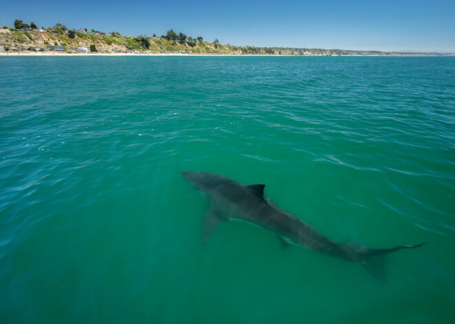 Bay Area scientists see rare shark entourage as El Niño looms