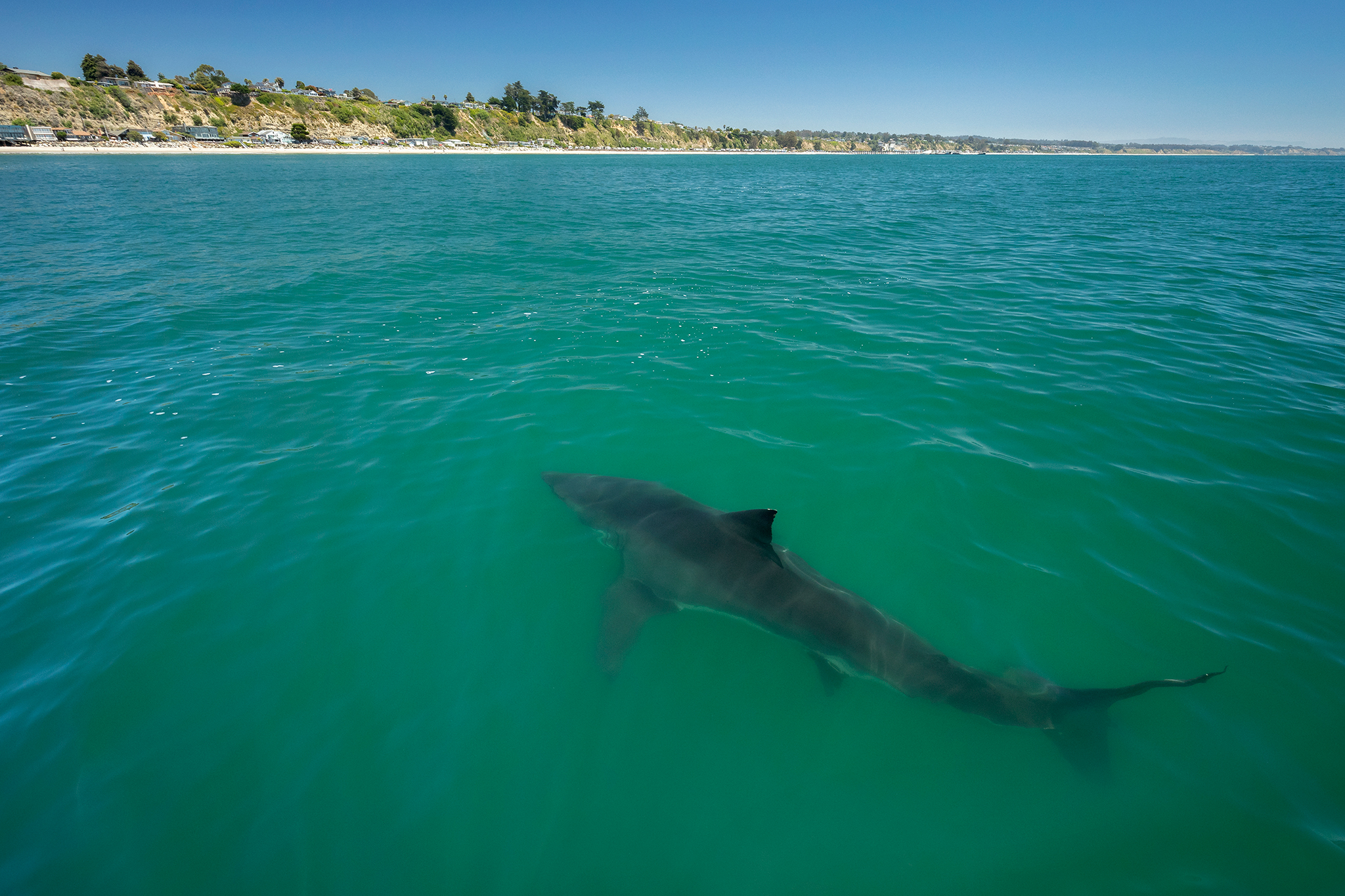 Bay Area scientists see rare shark entourage as El Niño looms