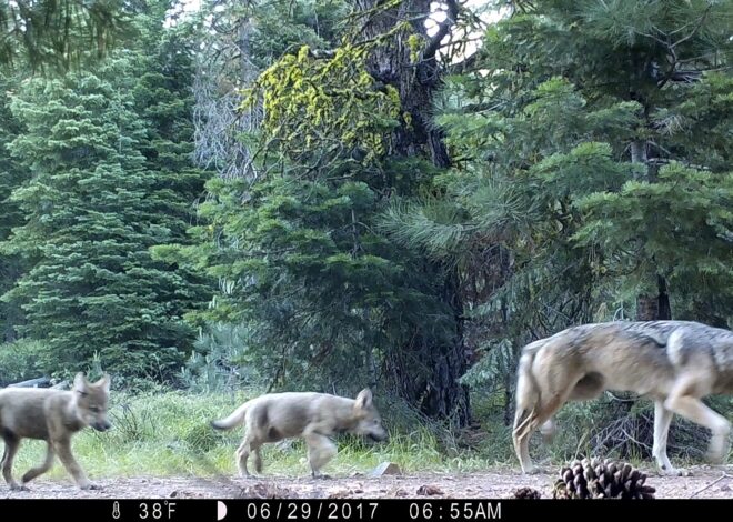 Pup boom for endangered gray wolves breaks California records