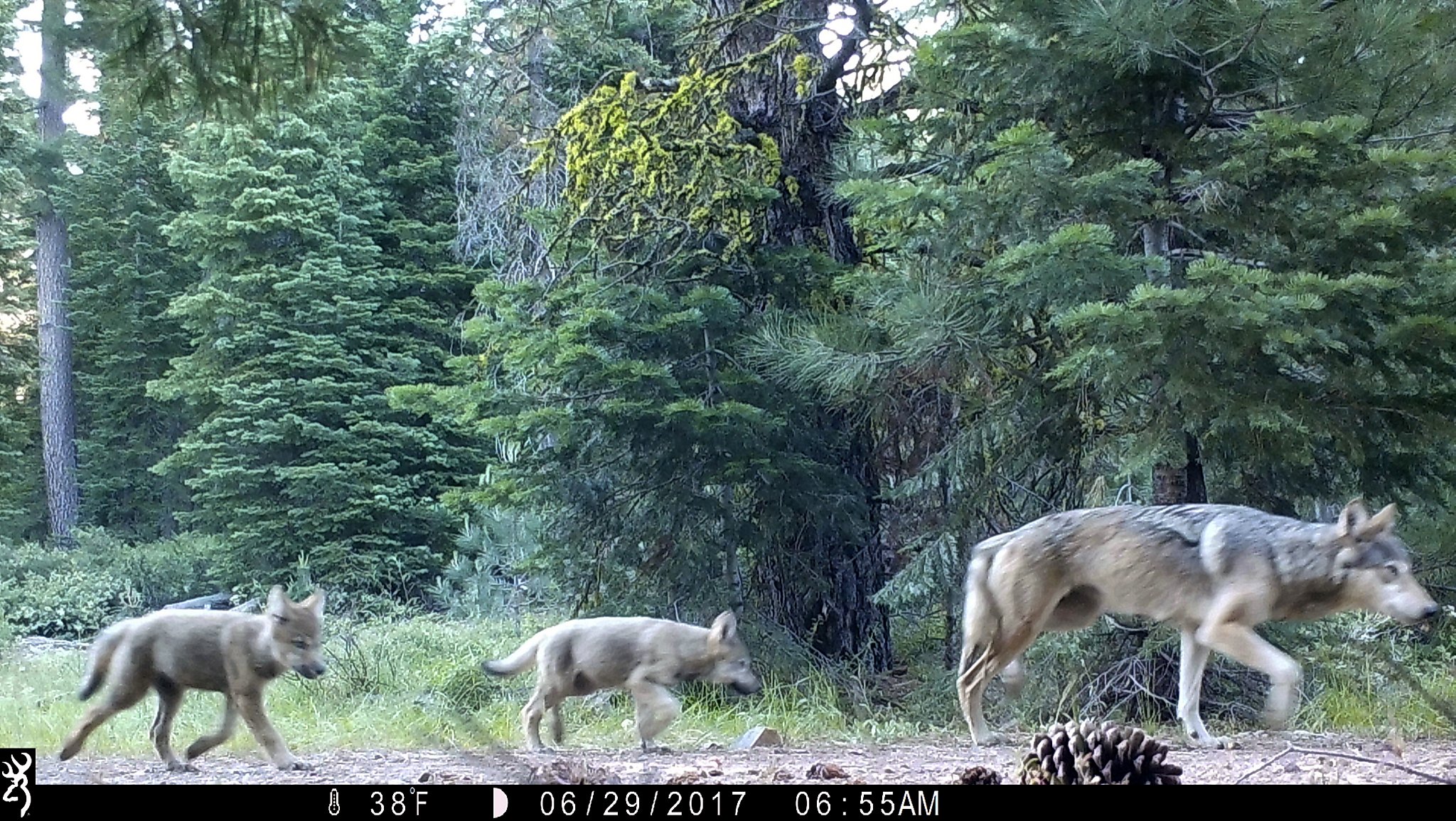 Pup boom for endangered gray wolves breaks California records