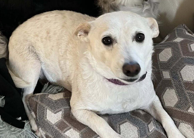 Calif. family’s dog, let out by campground staff, now roams Yellowstone alone