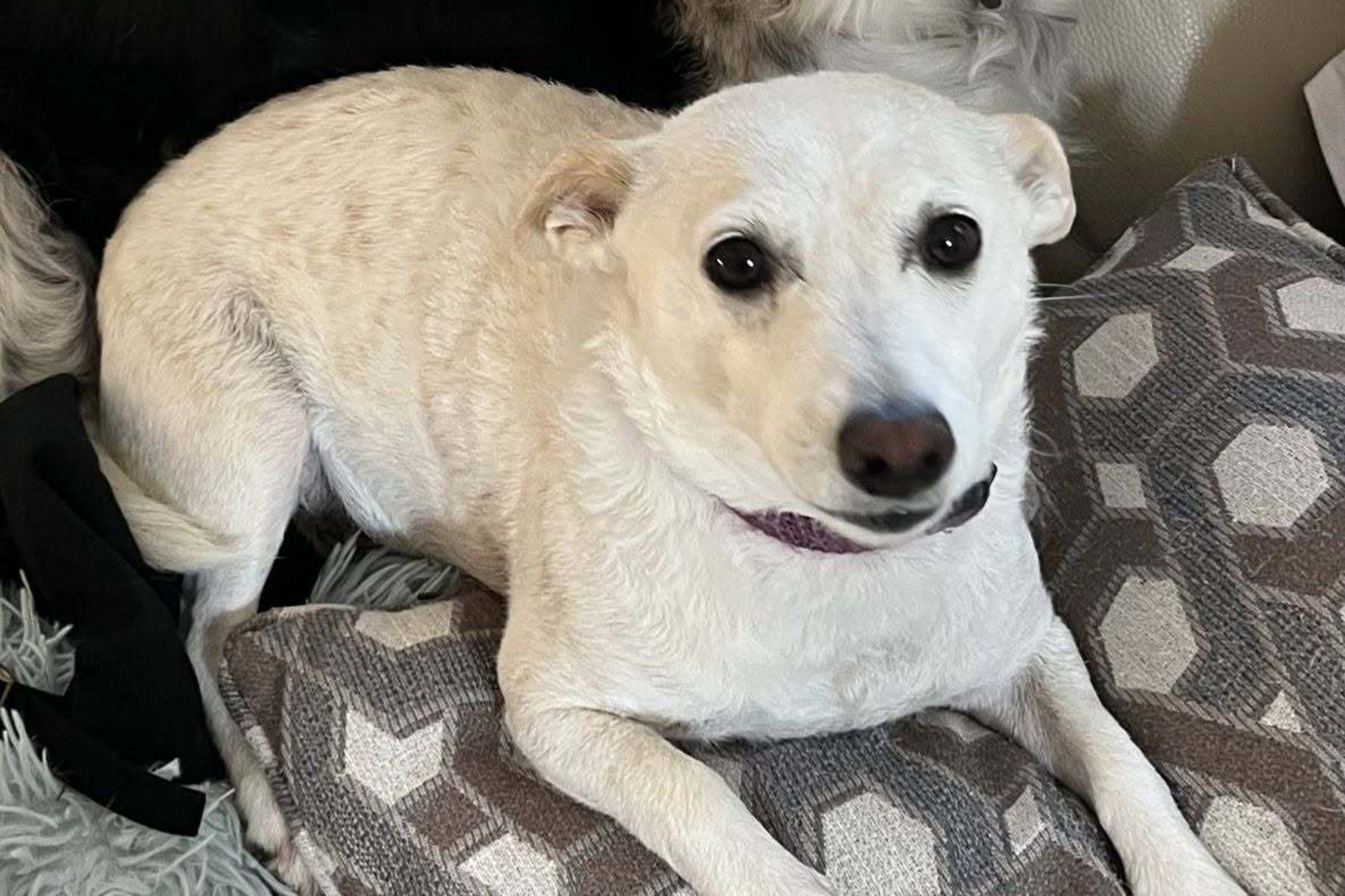 Calif. family’s dog, let out by campground staff, now roams Yellowstone alone