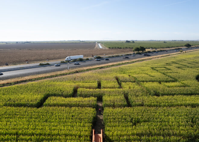 Two stabbed inside Bay Area’s largest corn maze