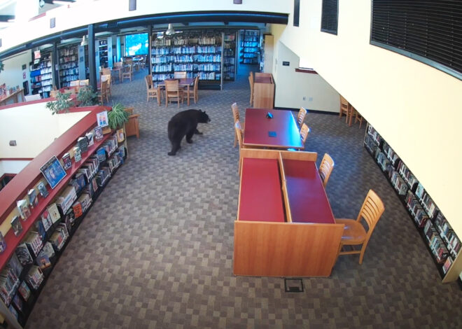 Black bear steals honey from California library on ‘Winnie-the-Pooh’ anniversary
