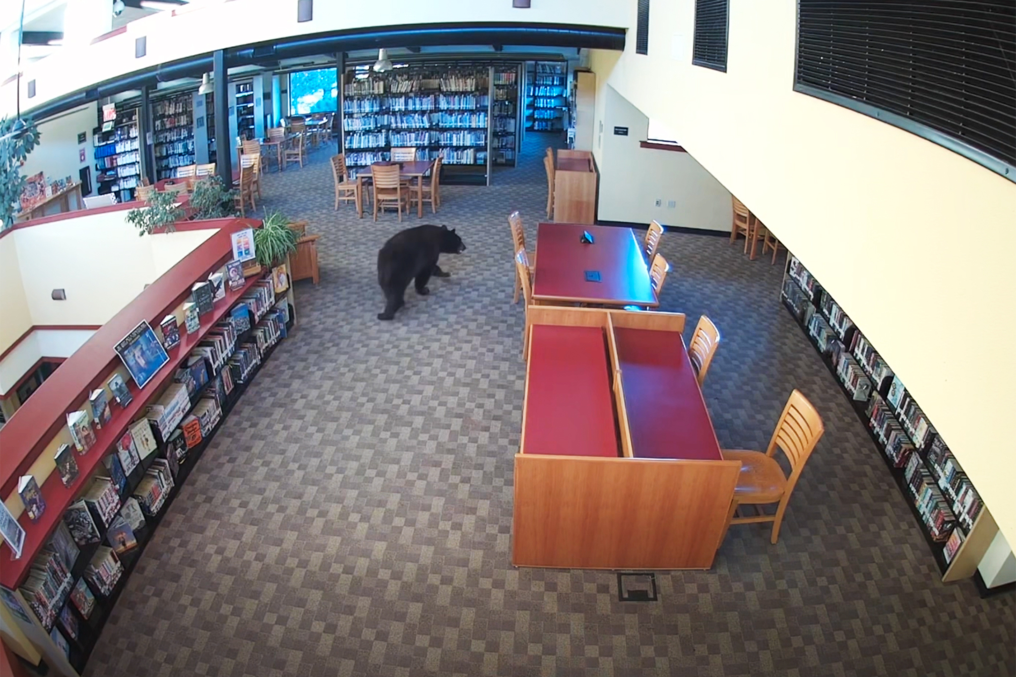 Black bear steals honey from California library on ‘Winnie-the-Pooh’ anniversary