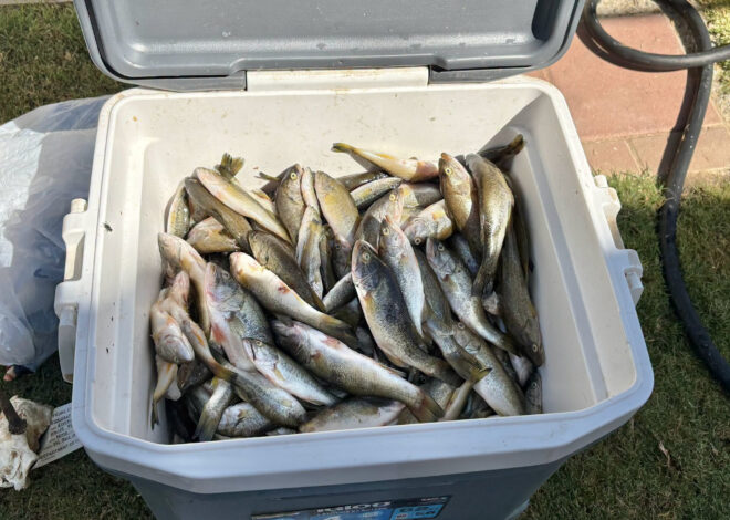 Central Calif. poaching bust uncovers bear meat and nearly 1,000 illegal bass