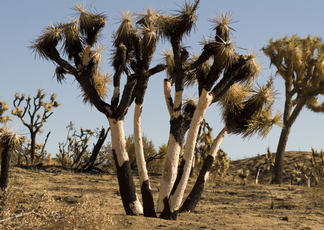 More bad news for California’s imperiled Joshua trees