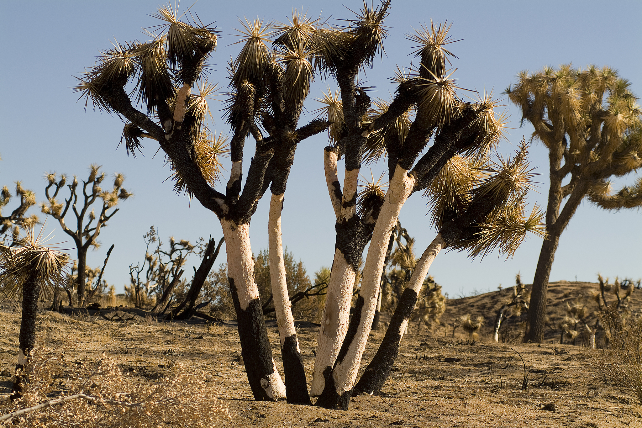 More bad news for California’s imperiled Joshua trees