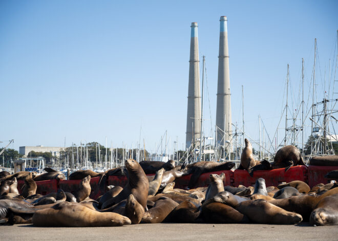 Hundreds of sea lions are taking over a major roadway in Moss Landing