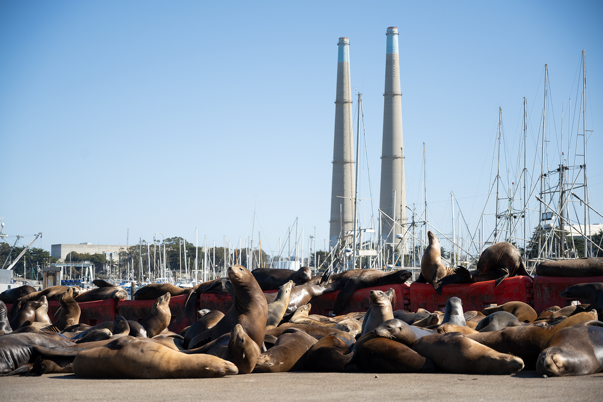Hundreds of sea lions are taking over a major roadway in Moss Landing