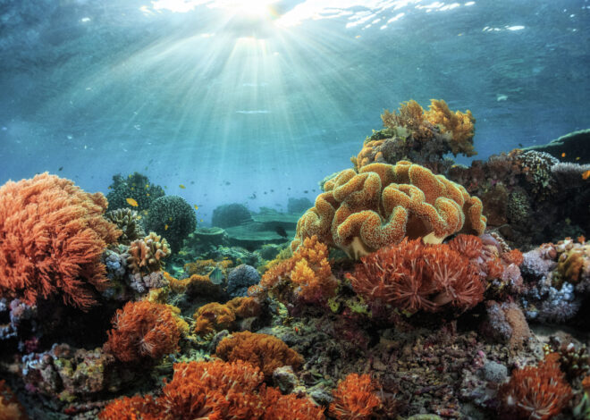 Stanford discovers way to save ghostly corals from the brink