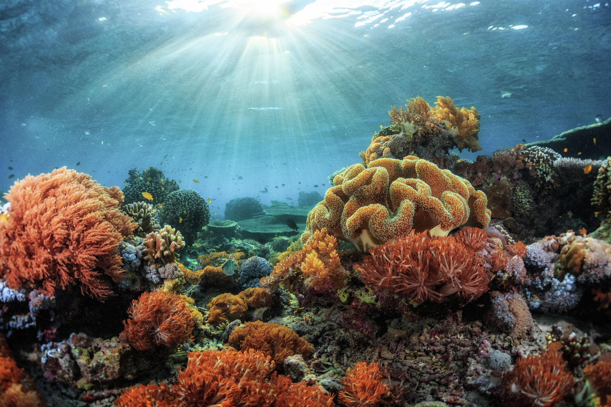 Stanford discovers way to save ghostly corals from the brink