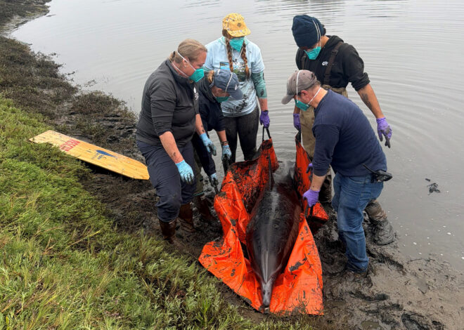 Dolphin dies after pod gets stranded on California mudflats