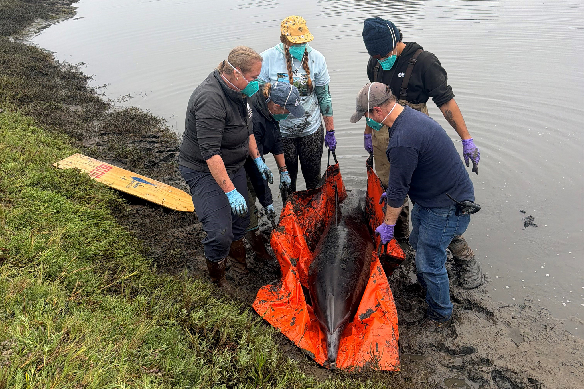 Dolphin dies after pod gets stranded on California mudflats